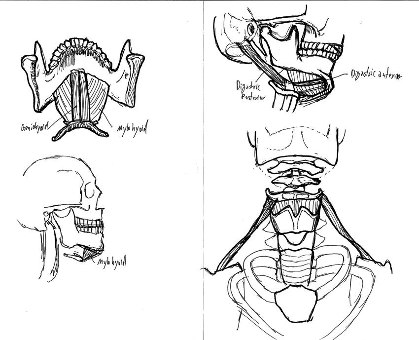 Hyoid